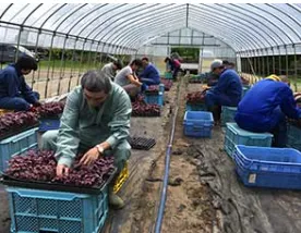 とれたってマルシェ