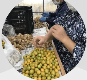 満天の丘　輝星