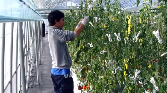 アグリプラント甲斐の木