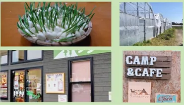 ウィルステージ