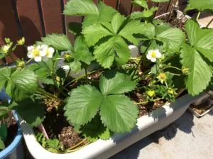 就労継続支援Ｂ型作業所　ここ・から