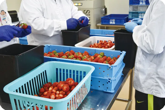 山元いちご農園れいずホーム