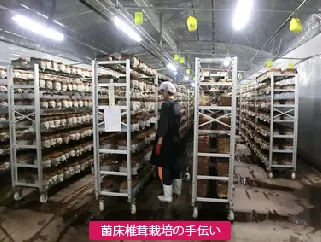 一般社団法人ジョブハウス　障害者就労支援事業　ほっこり茸の里