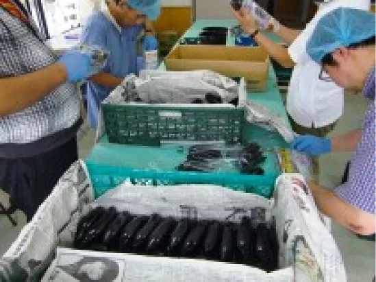 わんさかこんさい